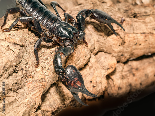 Emperor scorpion (Pandinus imperator) close-up