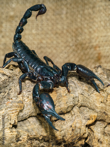 Emperor scorpion (Pandinus imperator) close-up