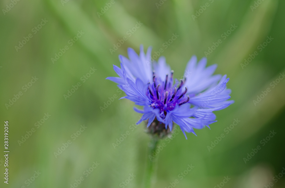 Obraz premium Blue cornflower blooming. Close up shot with shallow depth of field.