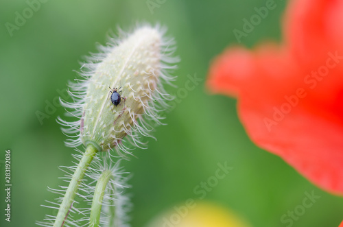 Closed head of poppy flower before blooming. Small insect on plant.