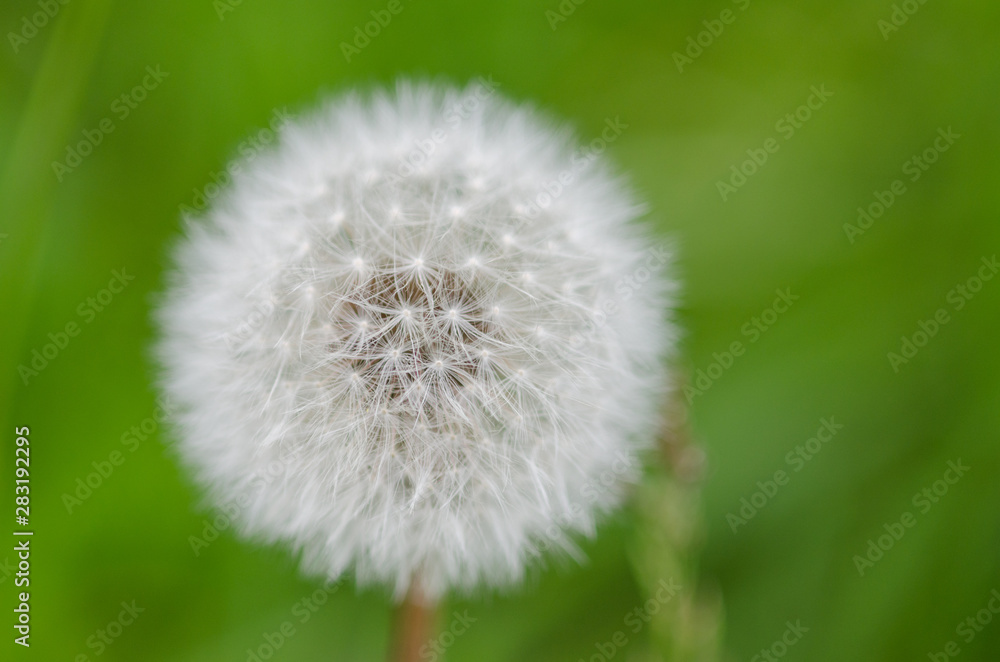 Fluffly white blowball of dandelion flower on a wild field. Fluffly white blowball of dandelion flower on a wild field.