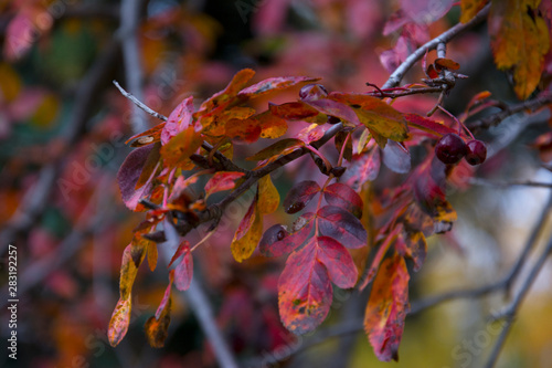 red autumn leaves in the rain