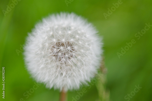 Fluffly white blowball of dandelion flower on a wild field.