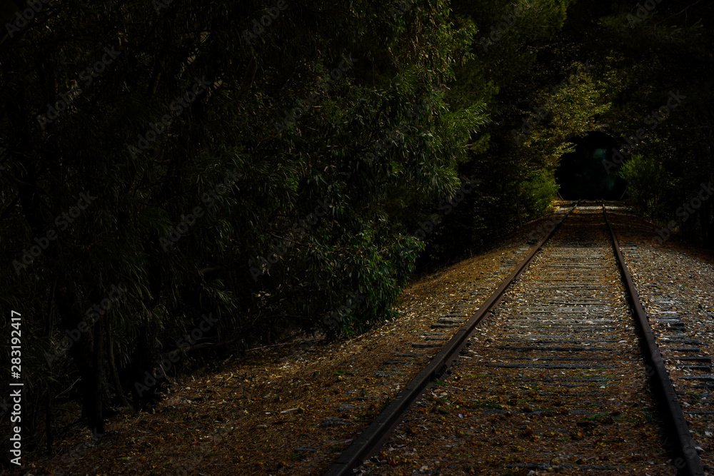 Fototapeta premium Path in the forest