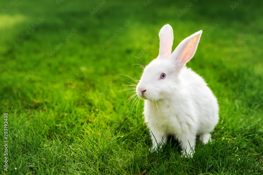Cute adorable white fluffy rabbit sitting on green grass lawn at