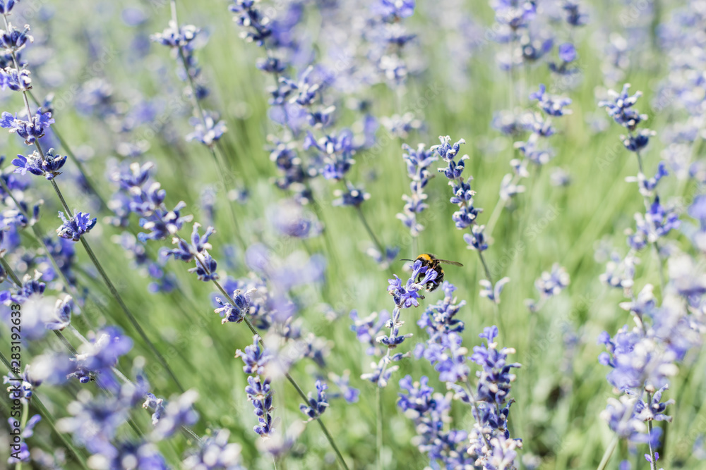 Fototapeta premium selective focus of bee on blooming purple lavender flowers in summertime