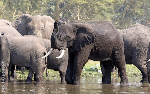 Canvas Print Male African elephant with large tusks