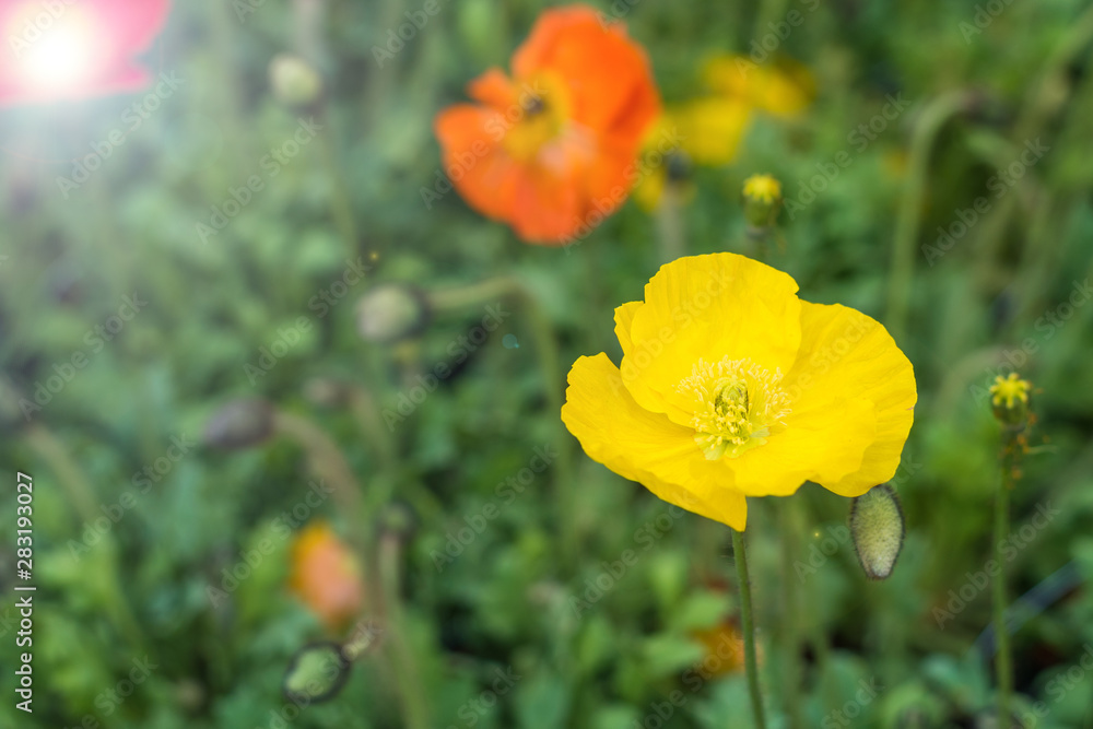 Poppy of wartime remembrance, Papaver rhoeas, the red flower corn poppy and bulbs on in botanic garden. Veterans day and Nature background concept Poppy of wartime remembrance, Papaver rhoeas, the red flower corn poppy and bulbs on in botanic garden. Veterans day and Nature background concept