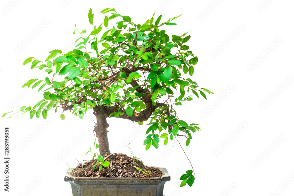 Bonsai tree isolated on white background. Bonsai tree isolated on white background.