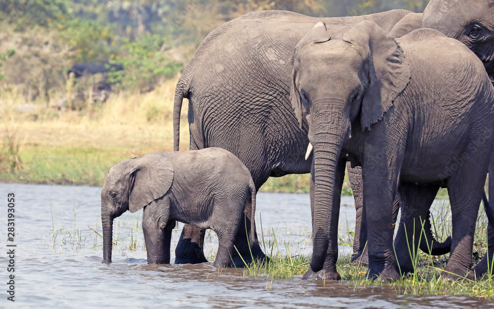 Fototapeta premium Baby African elephant with family
