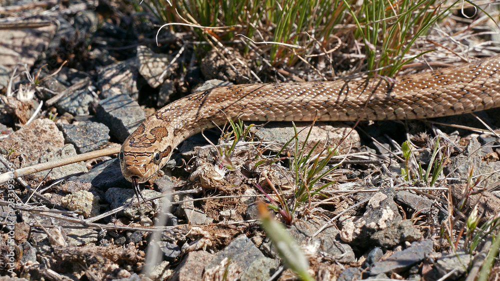 Cottonmouth poison snake in South Kazakhstan. Cottonmouth poison snake in South Kazakhstan.