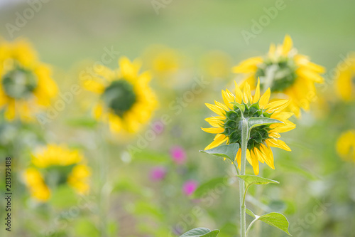 Sch  ne Sonnenblumenr  cken k  nnen auch entz  cken