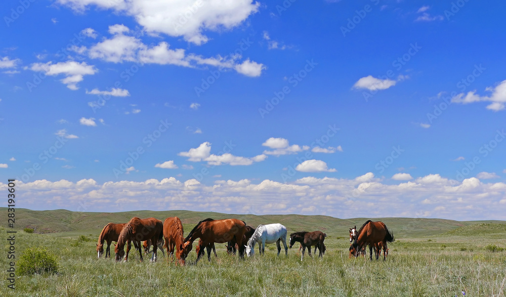 Horse herd on the spring pasture. Horse herd on the spring pasture.