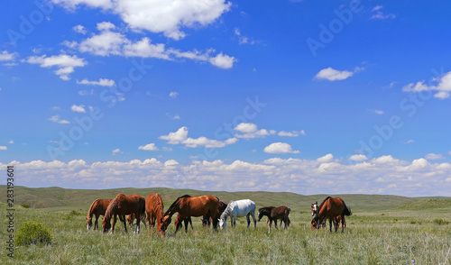 Horse herd on the spring pasture. © kiwisoul