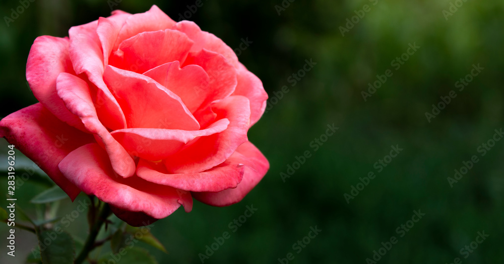 Beautiful blossoming scarlet pink rose on a dark background, free space for text Beautiful blossoming scarlet pink rose on a dark background, free space for text