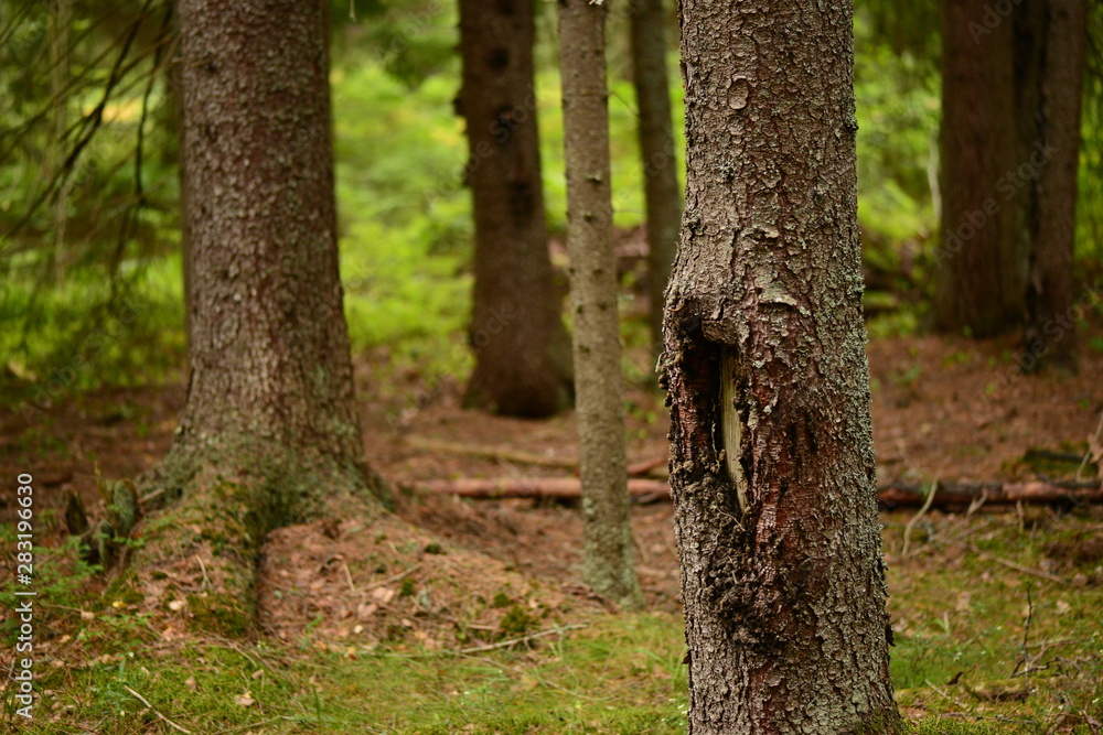 Trunks of fir trees on green moss against the background of a summer forest Trunks of fir trees on green moss against the background of a summer forest