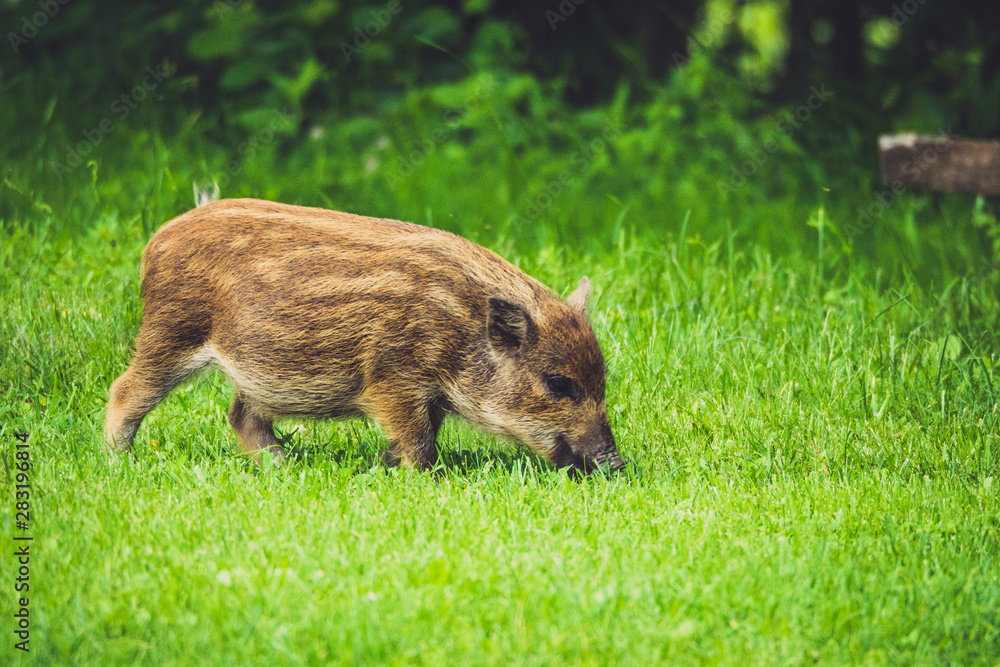 Baby Pigs Apuan Alp Baby Pigs Apuan Alp