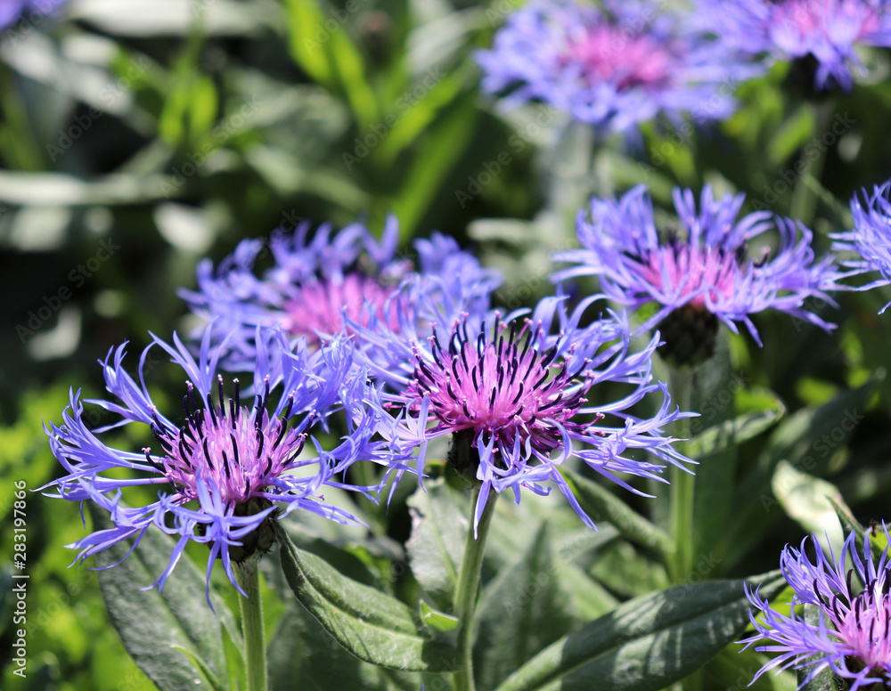Photographed close up blue cornflower, growing in a garden, spring. Photographed close up blue cornflower, growing in a garden, spring.