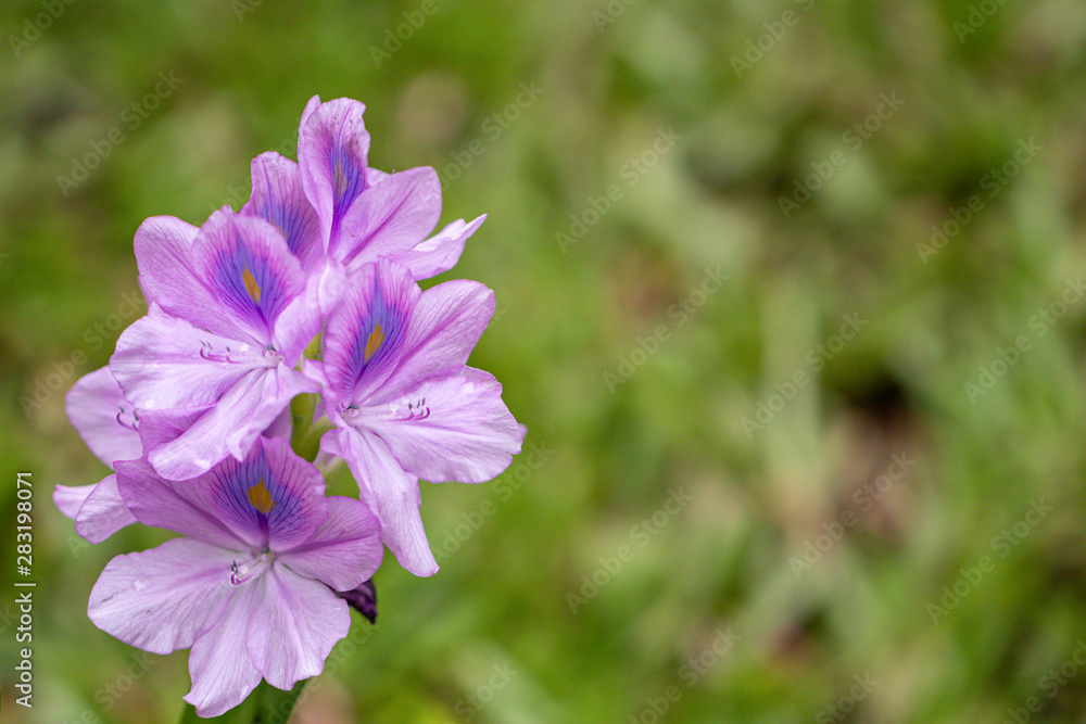 Selective focus purple Water hyacinth flower in green background.