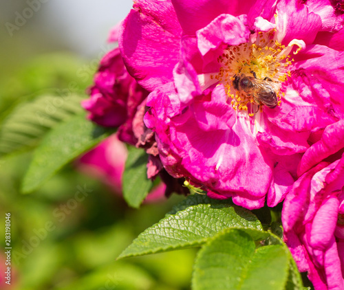 bee collects nectar from flowers