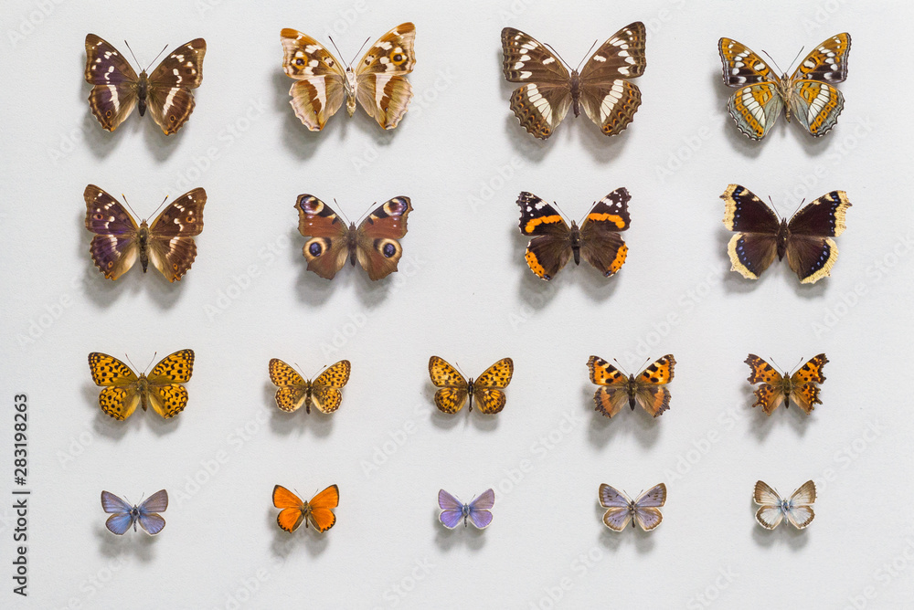 Fototapeta premium Collection of butterflies on a white background. Photographed close-up.