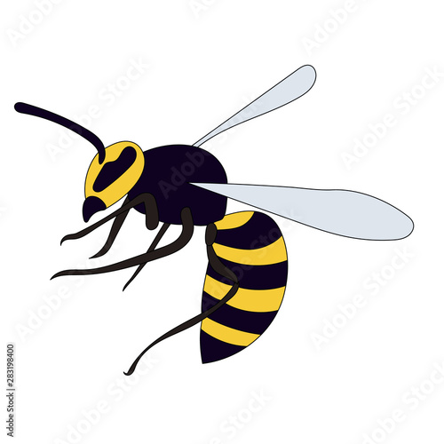 isolated, insect, wasp, bee flies