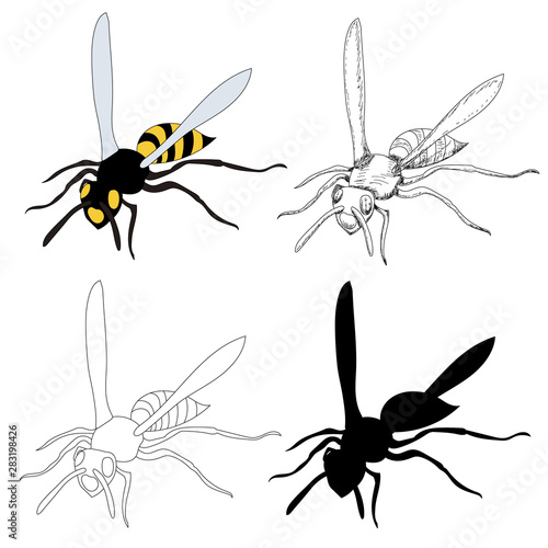  insect, wasp, bee with sketch and silhouette