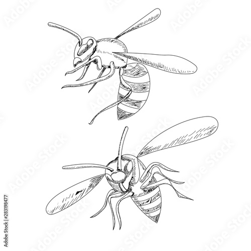 insect, sketch with wasp lines, bee flies