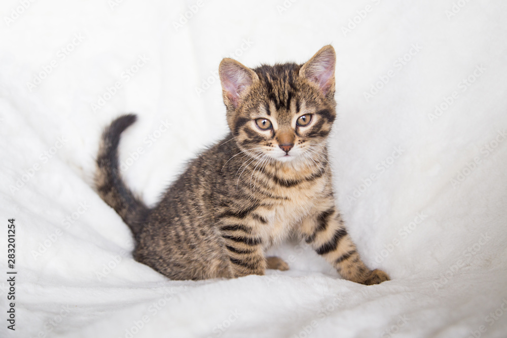 Chaton gris Chaton gris