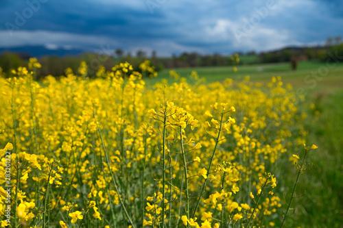 Champ de colza © L.Bouvier