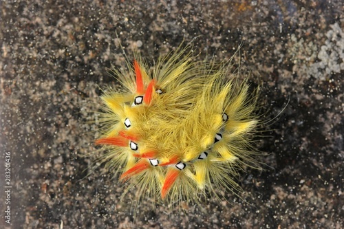 Raupe der Ahorn-Rindeneule (Acronicta aceris) photo