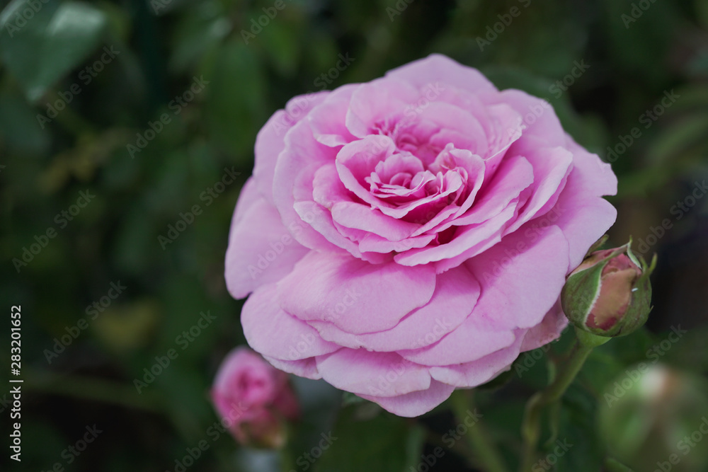 Pink violet pastel rose flower blooming in garden with leaf background. Pink violet pastel rose flower blooming in garden with leaf background.