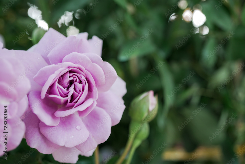 Pink violet pastel rose flower blooming in garden with leaf background. Pink violet pastel rose flower blooming in garden with leaf background.