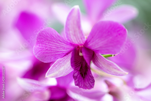 Close up Dendrobium orchid hybrids in the garden.Selective focus beautiful purple orchid.