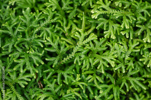 Abstract background Spike Moss.Beautiful green plants wallpaper.