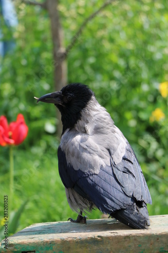  family raven, dada, favorite family considers himself a man, resting in the sun