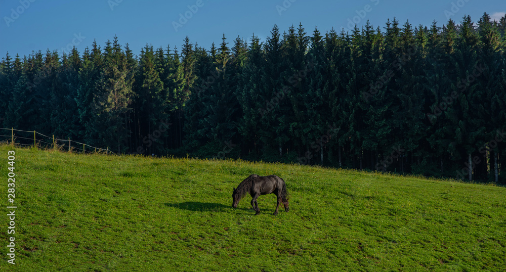 Black horse, standing in high grass in sunset light, yellow and green background. Horse grazing in a summer field. Black horse, standing in high grass in sunset light, yellow and green background. Horse grazing in a summer field.