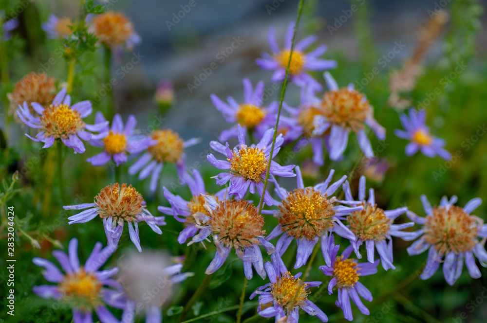 Violet Daisies Floral Portrait under the rain in Altai mountains, Altai Republic, Siberia, Russia. Violet Daisies Floral Portrait under the rain in Altai mountains, Altai Republic, Siberia, Russia.