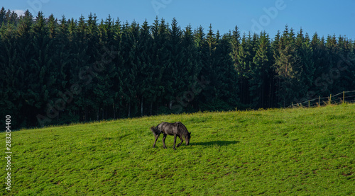 Black horse on rural pasture. Horse farm pasture. Black horse grazing on horse farm.