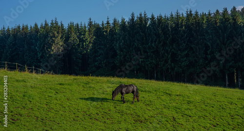 Black horse, standing in high grass in sunset light, yellow and green background. Horse grazing in a summer field.
