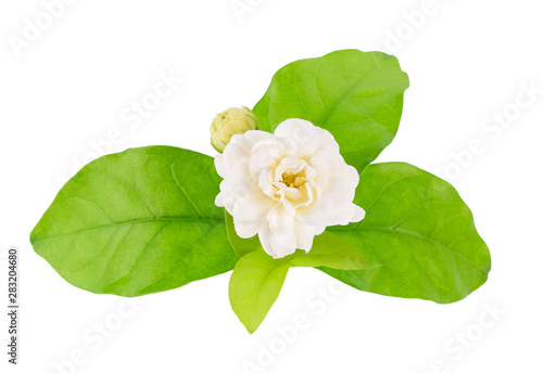 White flower, Thai jasmine with leaf isolated on white background, Top view.