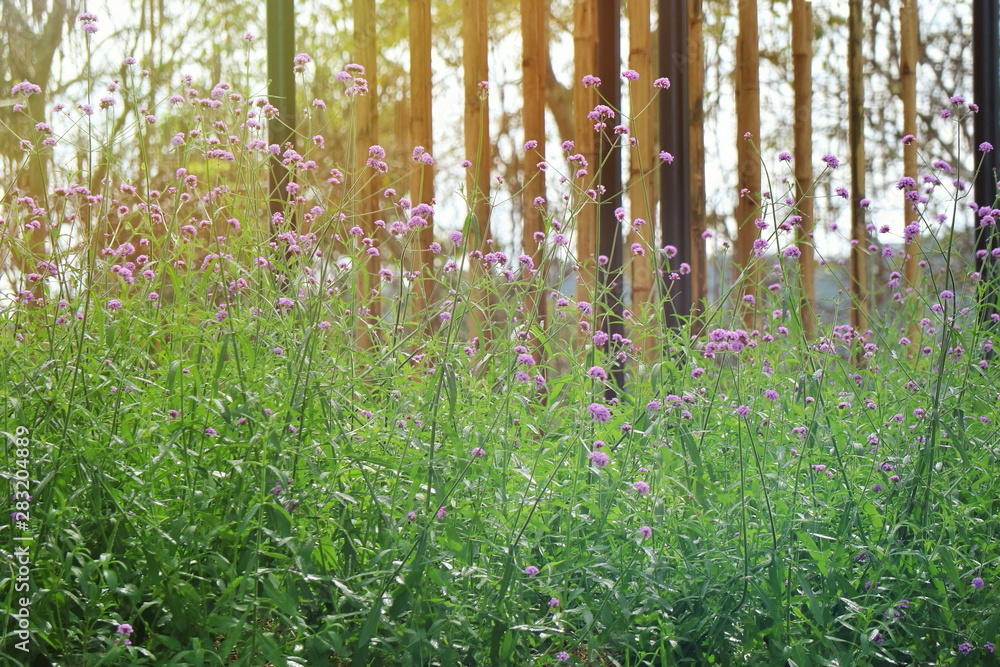 Obraz premium Beautiful little violet flower with green leaves and bamboo fence in sunlight of spring time background. Soft focus. Flower, nature background concept.