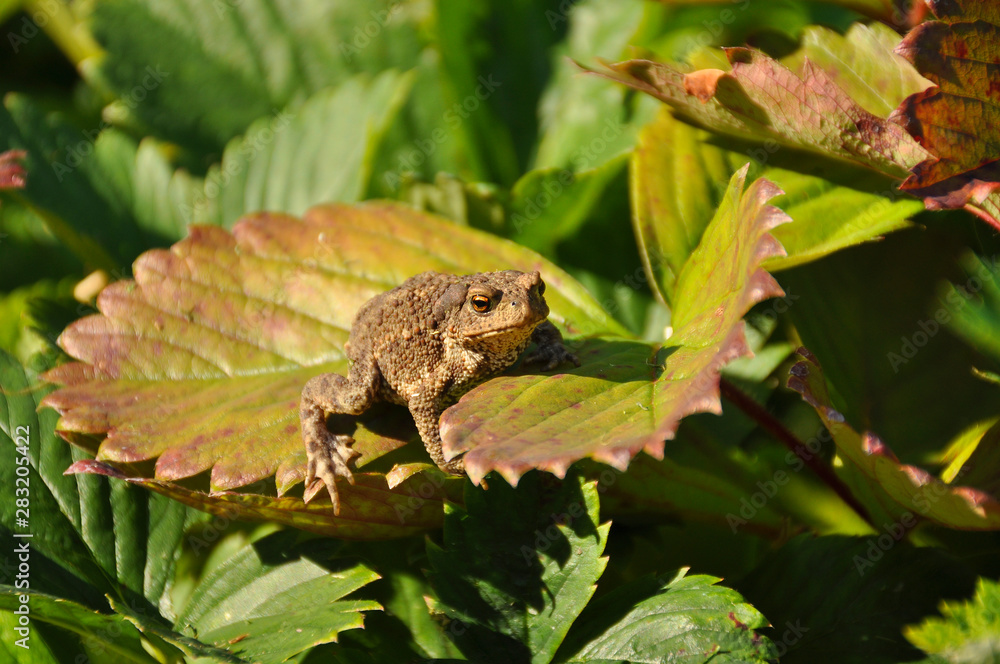 Little toad sitting on a piece of strawberry. Frog, wildlife, animals Little toad sitting on a piece of strawberry. Frog, wildlife, animals