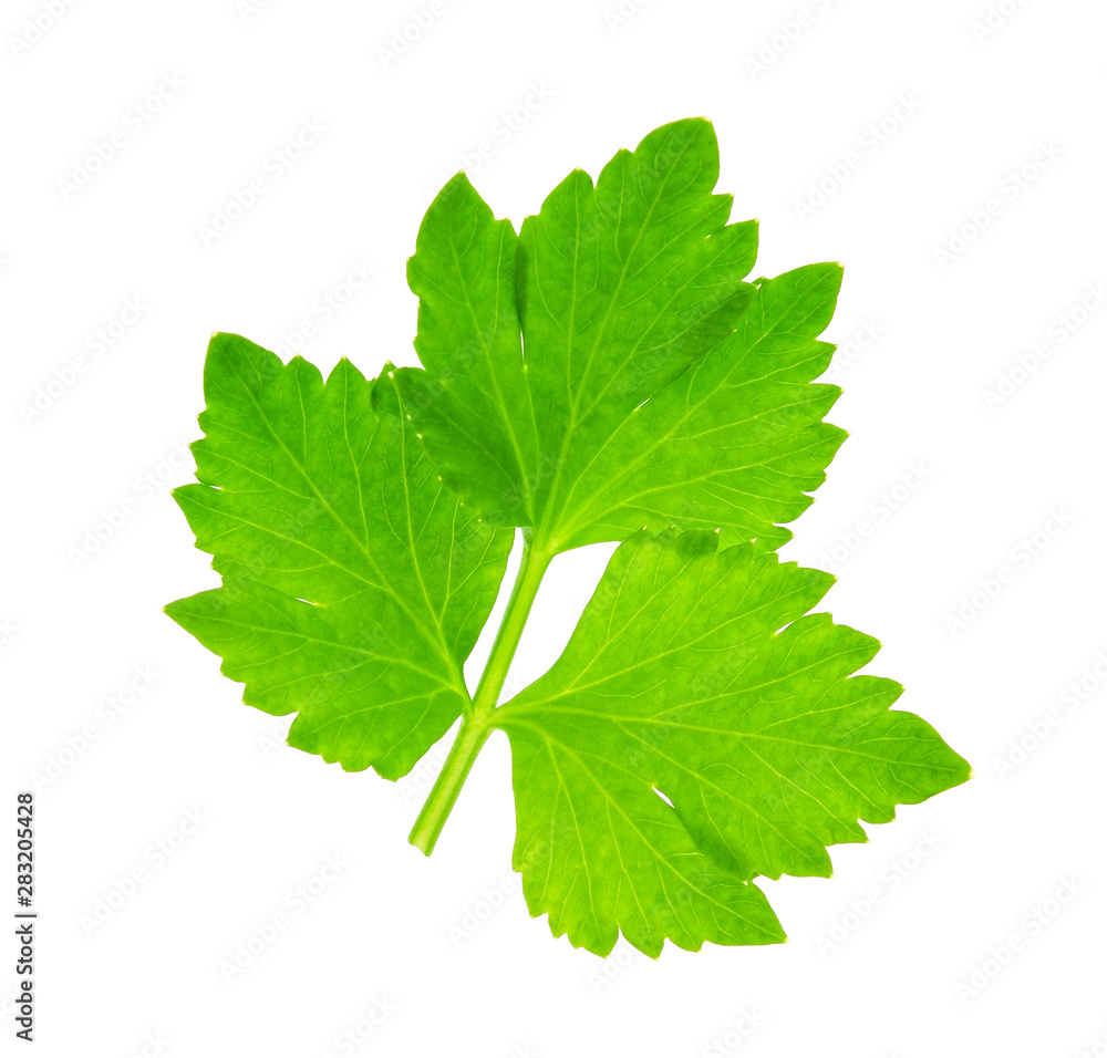 green leaves of celery isolated on white background, top view. green leaves of celery isolated on white background, top view.