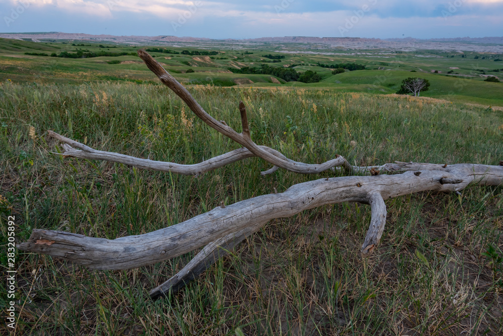 Fototapeta premium Piece of Dead Tree Trunk in Field