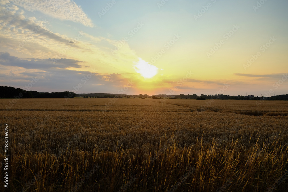 Sunrise or sunset over a cornfield