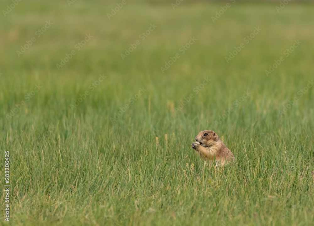 Profile of Groundhog in Thick Grass Profile of Groundhog in Thick Grass