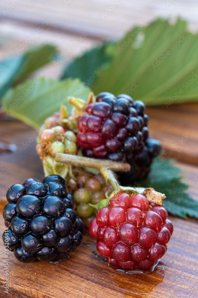 custom made wallpaper toronto digitalMore