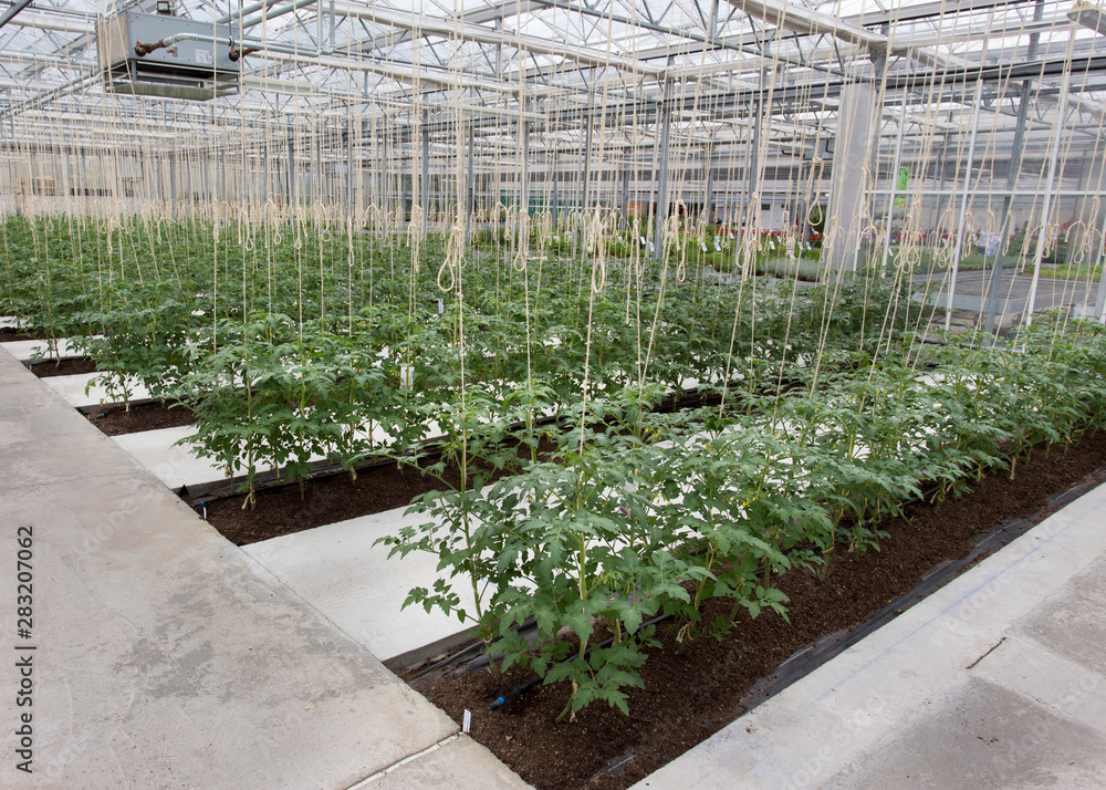 Tomato stems in greenhouse