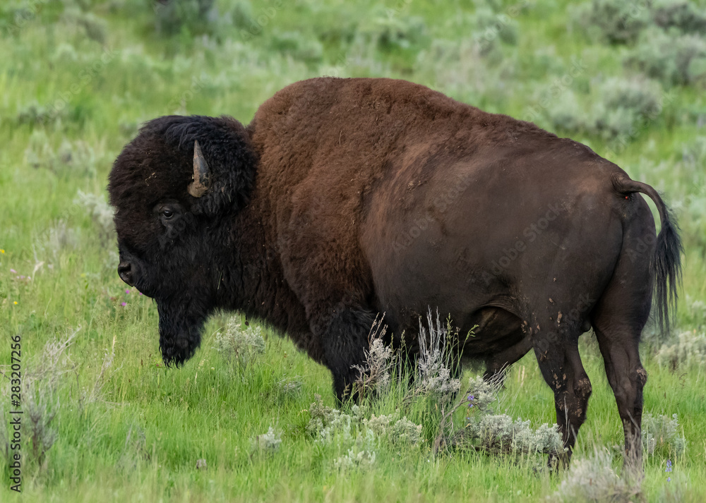 Profile of Bison Looking Left in Field